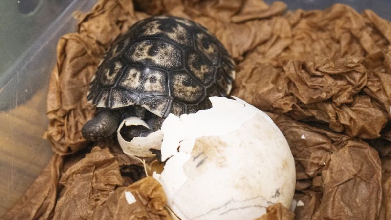 tortugas baby